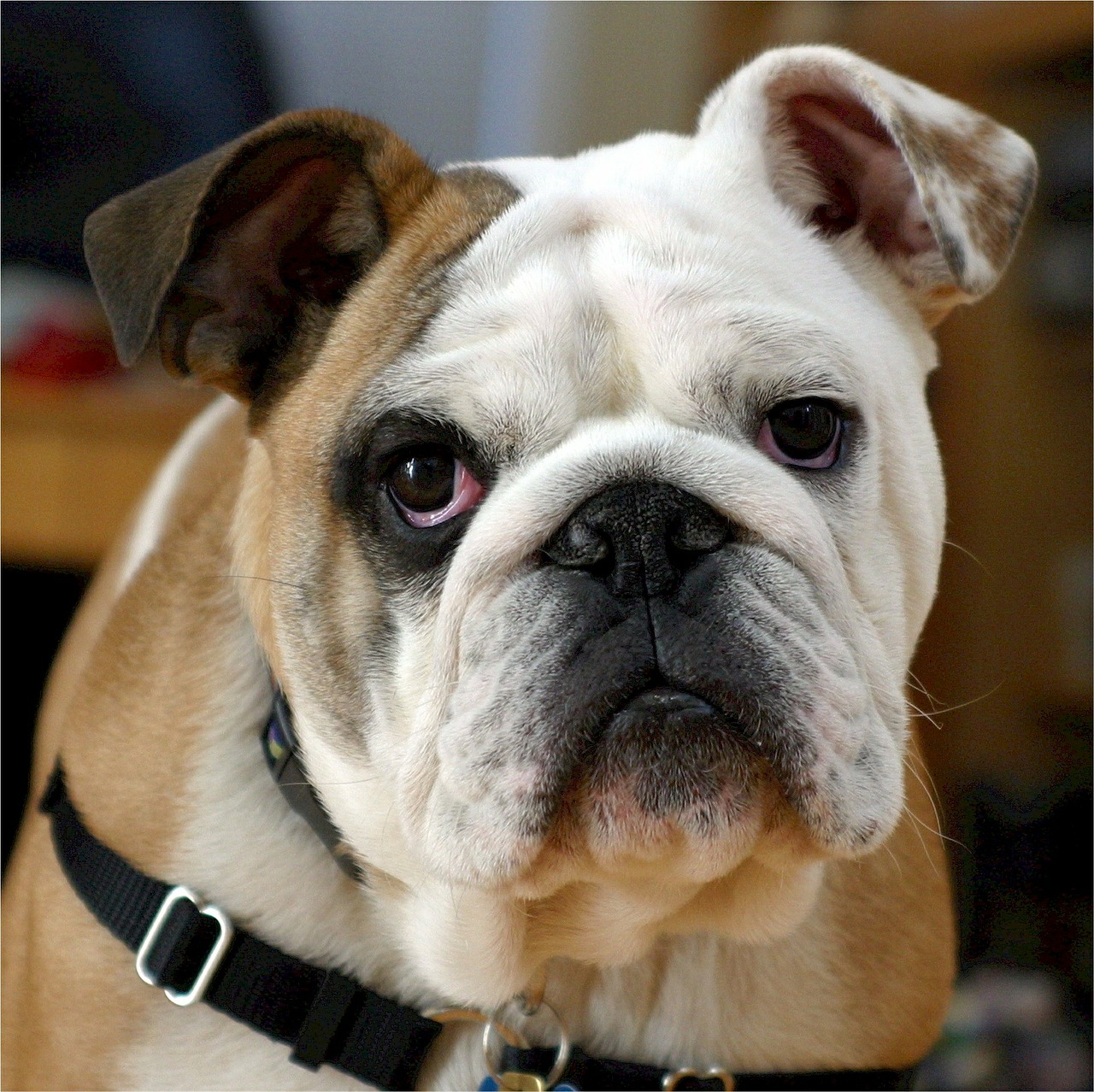 english bulldog